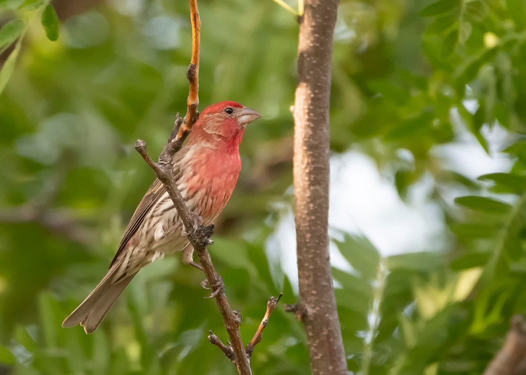 House Finch