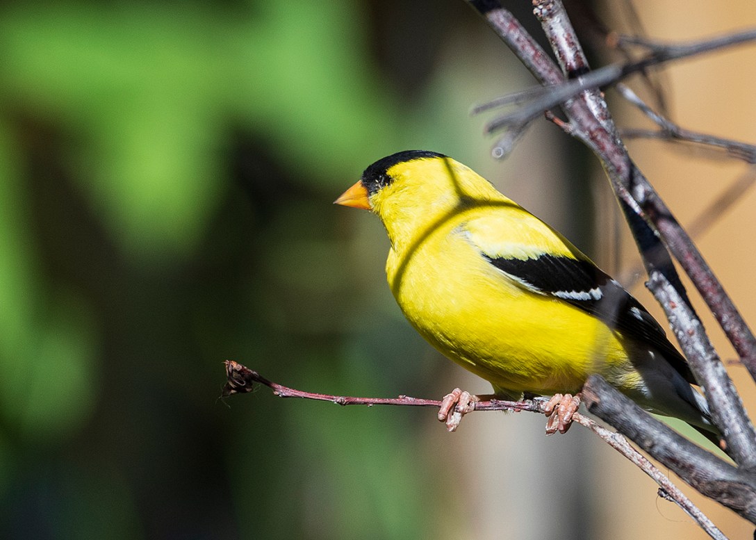Male American Goldfinch