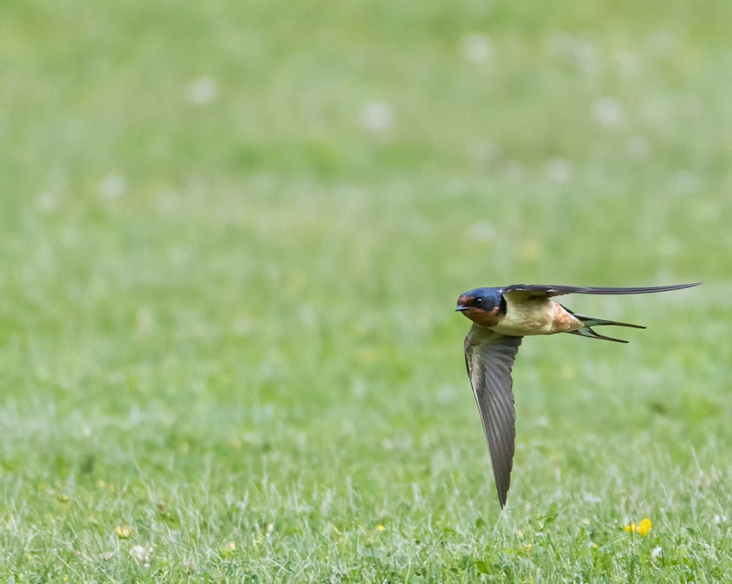 Barn Swallow